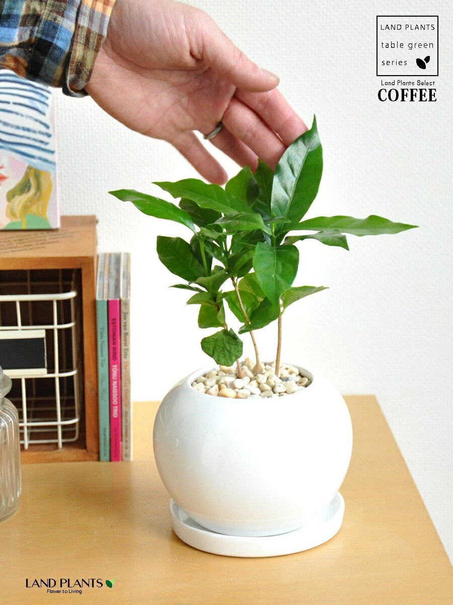 コーヒーノキ 白色 丸形 陶器鉢  珈琲 coffee コーヒーの木 苗木 苗 観葉植物 植物 鉢植え 鉢 送料無料 白 ホワイト 丸 丸形 ラウンド ボール