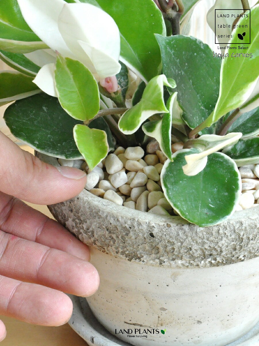 ホヤ（カルノーサ） ラウンド型 石模様 セメント製 陶器鉢 Mサイズ 【黄色小石・受皿】灰 灰色 グレー サクララン リップカラー ホヤカルノーサ 苗 苗木 鉢 鉢植え 陶器 植木鉢 コンクリート コンクリPOT セメント 観葉植物 観葉