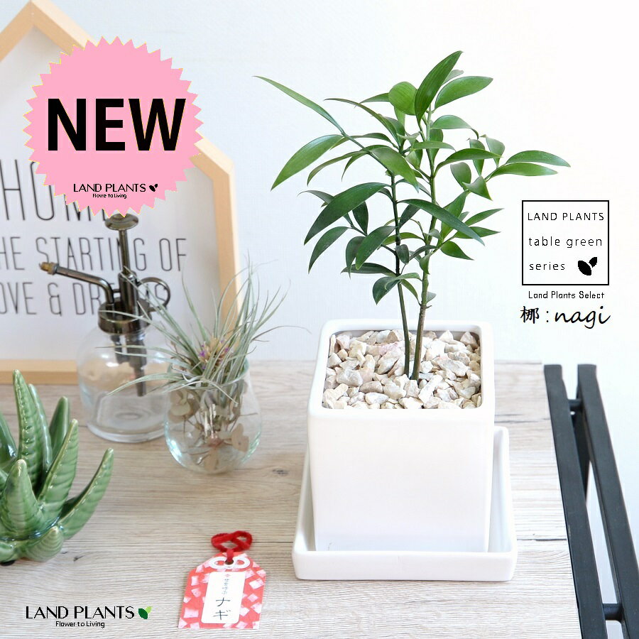 縁結びの木（梛:ナギ） 白色 キューブ型 陶器鉢 Sサイズ 【天然砕石・受皿】白 ホワイト ナギの木 梛木..