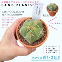 yAz T{eiMmJLEEy^JTj 3 F fĂ  yuEXg[z uE JN^X T{e  A Gymnocalycium pentacanthum