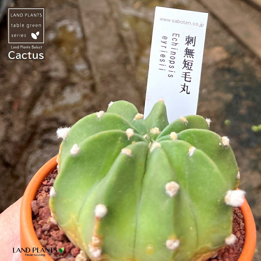 ¿ʪ ܥƥʻ̵ûӴݡॷ󥲥ޥ 3 㿧 ǾƤȭ  ڥ֥饦󥹥ȡ ֥饦  ܥƥ ¿ ¿ʪ Echinopsis eyriesii