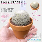 【多肉植物】 サボテン（月笛丸：ツキブエマル） 3号 茶色 素焼き鉢 マミラリア 【ブラウンストーン】茶 ブラウン カクタス サボテン 多肉 多肉植物 Mammillaria martinezii