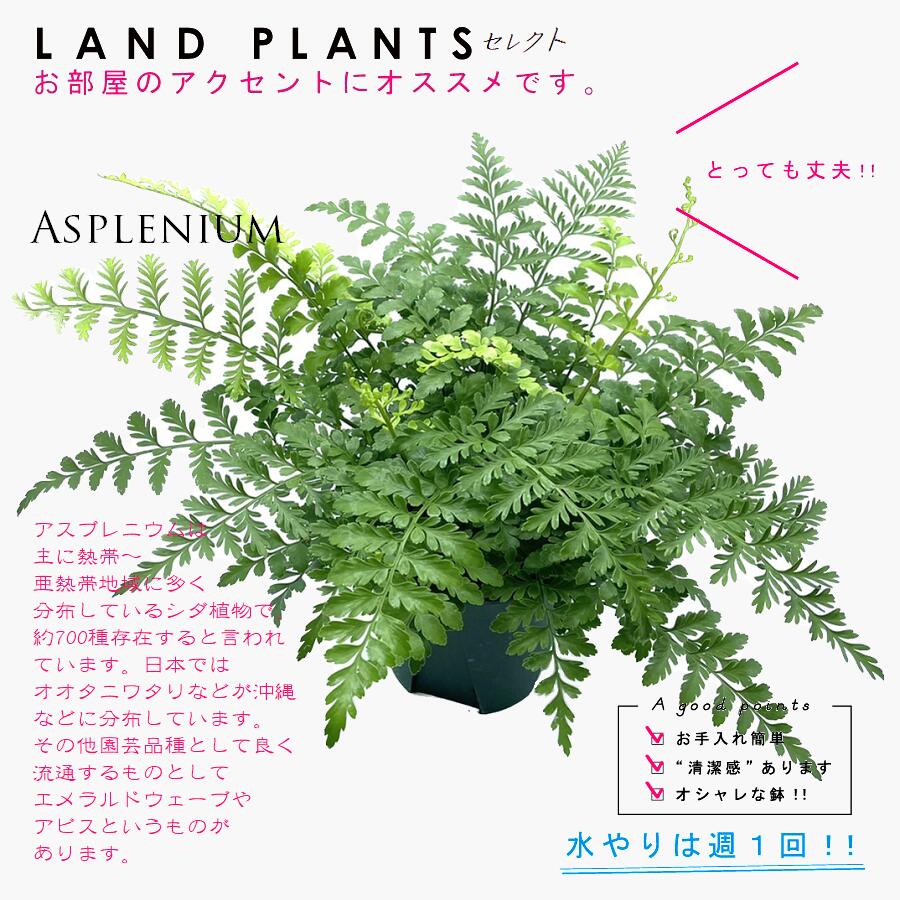【シダ植物】 アスプレニウム バルバーディー 5号 プラスチック鉢 シダ シダ植物 タマシダ Asplenium