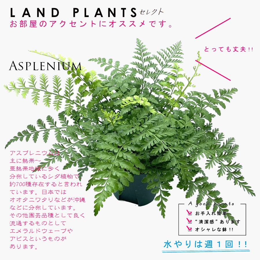 シダ 【シダ植物】 アスプレニウム（バルバーディー） 5号 プラスチック鉢 シダ シダ植物 タマシダ Asplenium