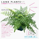  アスプレニウム（バルバーディー） 5号 プラスチック鉢 シダ シダ植物 タマシダ Asplenium