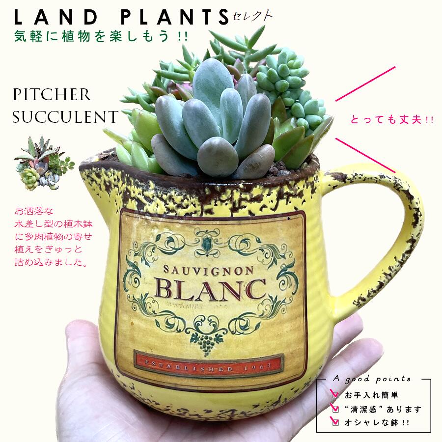 多肉植物（寄せ植え）水差し型 陶器鉢 イエロー