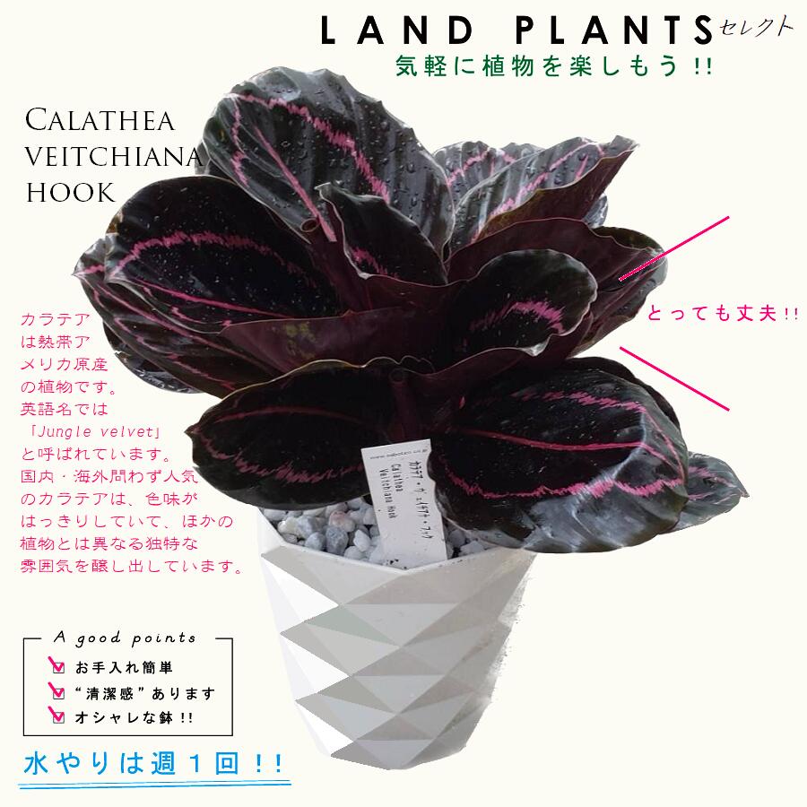 カラテア（ヴィチアナ フック） 5号 白色 プラスチック鉢 Calathea veitchiana hook