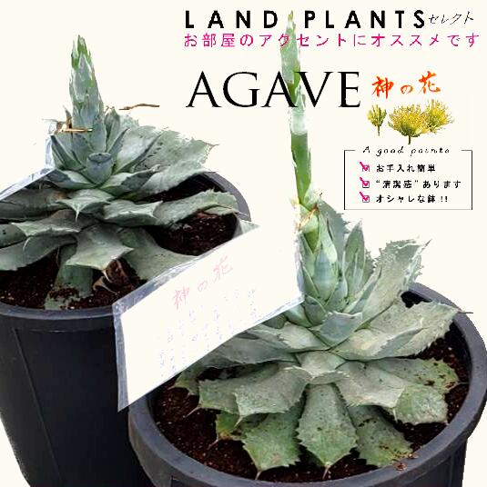 楽天市場】アガベ(サイズ(植木鉢)10 ~ 12号)(花・観葉植物 楽天市場】アガベ(サイズ(植木鉢)10 ~ 12号)(花・観葉植物