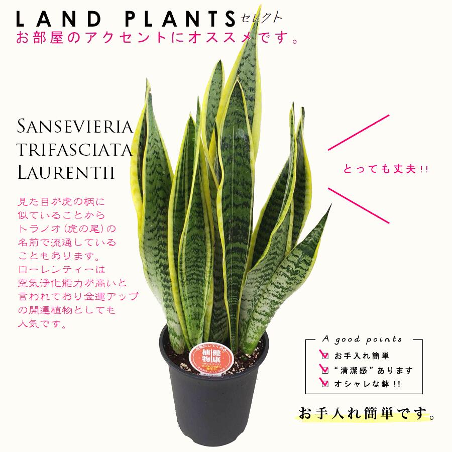 サンスベリア（虎の尾：ローレンチ） 5号 プラスチック鉢 黒色 ローレンティー サンセベリア Sansevieria trifasciata 'Laurentii'