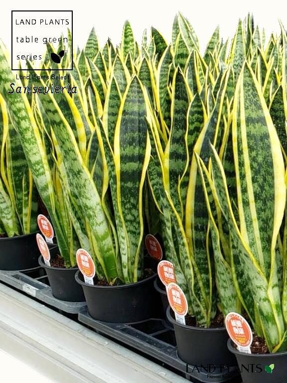 サンスベリア（虎の尾：ローレンチ） 5号 プラスチック鉢 黒色 ローレンティー サンセベリア Sansevieria trifasciata 'Laurentii'