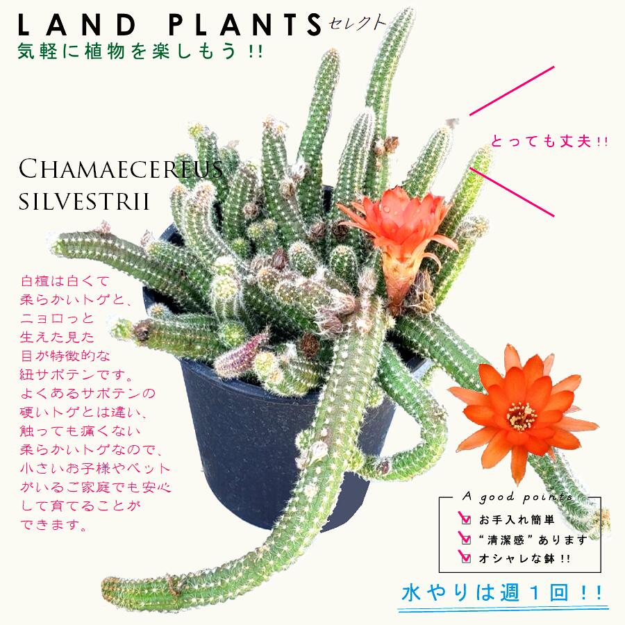 サボテン（白壇：ビャクダン） 4号 黒色 プラスチック鉢 カマエケレウス 紐サボテン Chamaecereus silvestrii