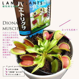 ڿʪ ϥȥꥰʥǥͥ 4  ץ饹åȭ  ϥȥ꥽ ϥ    ϥ Х Dionaea muscipula