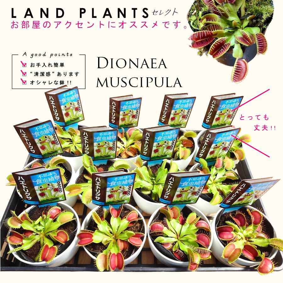 LAND PLANTS ŷԾŹ㤨֡ڿʪ ڥ䡧12ȭ ǥͥ𡧥ϥȥꥰ 4  ץ饹å12ȭ ϥȥ꥽ ϥ    ϥ Х Dionaea muscipulaפβǤʤ20,170ߤˤʤޤ