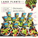 【食虫植物】 【ケース販売：12鉢】 ディオネア（蠅捕草：ハエトリグサ） 4号 白色 プラスチック（12鉢） ハエトリソウ ハエジゴク 殺虫 食虫 害虫駆除 ハエ コバエ Dionaea muscipula