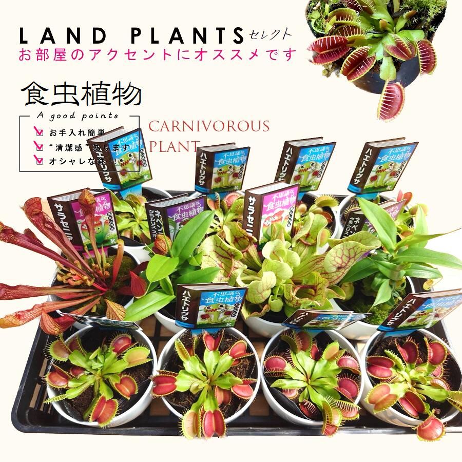   食虫植物（3品種ミックス） 4号 白色 プラスチック（12鉢） ハエトリグサ・ウツボカズラ・ヘイシソウ 靫葛 蠅捕草 殺虫 食虫 害虫駆除 ハエ carnivorous plant mix Nepenthes・Sarracenia・Dionaea