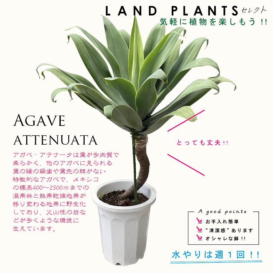 アガベ（アテナータ）幹上がり 10号 プラスチック鉢 約130cm Agave attenuata