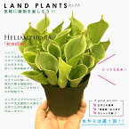 【食虫植物】 ヘリアンフォラ（ミノール） 4号 プラスチック鉢 蠅捕草 ハエトリソウ ハエジゴク 殺虫 食虫 害虫駆除 ハエ コバエ Helianphora minor