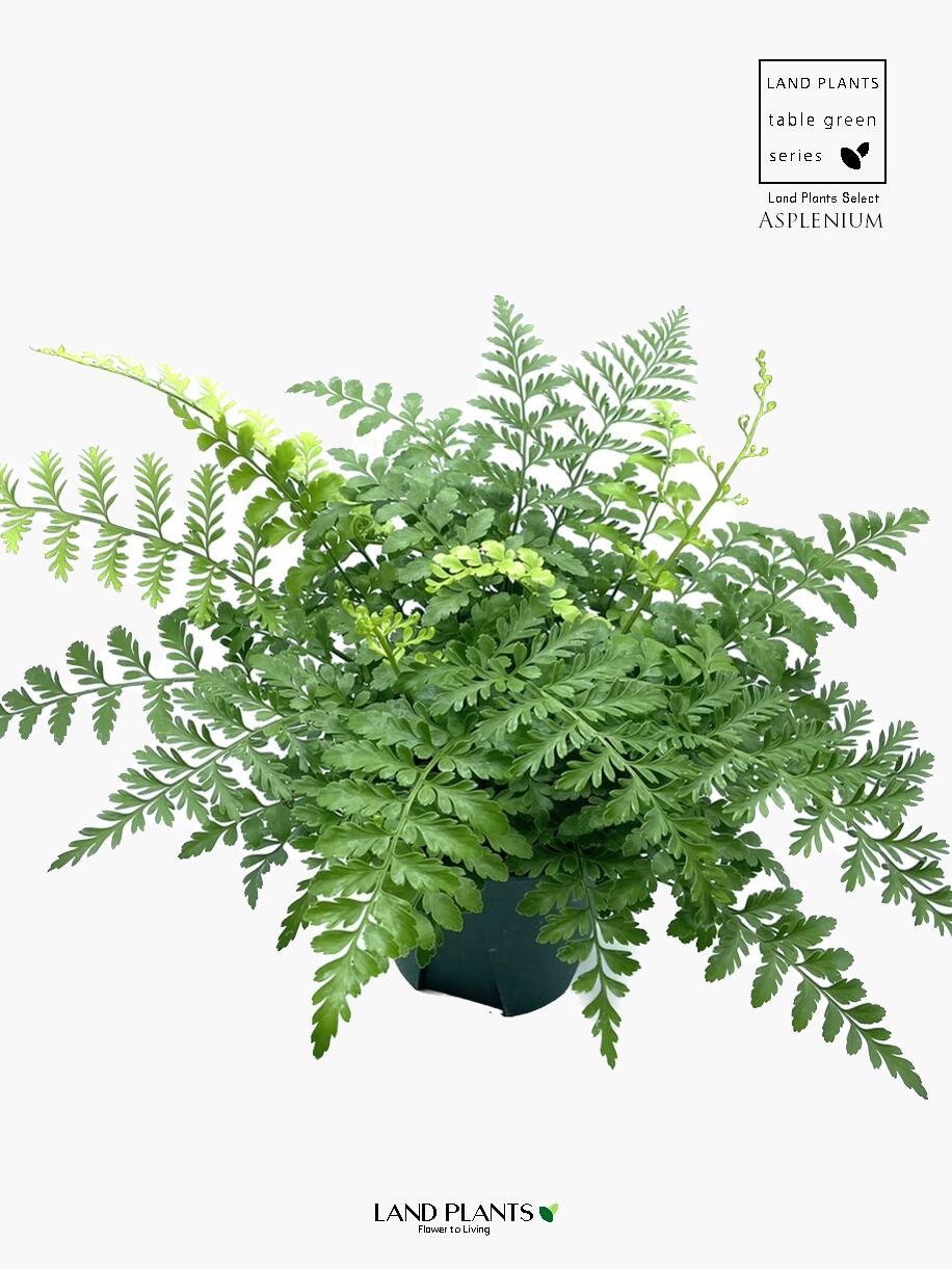 【シダ植物】 アスプレニウム バルバーディー 5号 プラスチック鉢 シダ シダ植物 タマシダ Asplenium