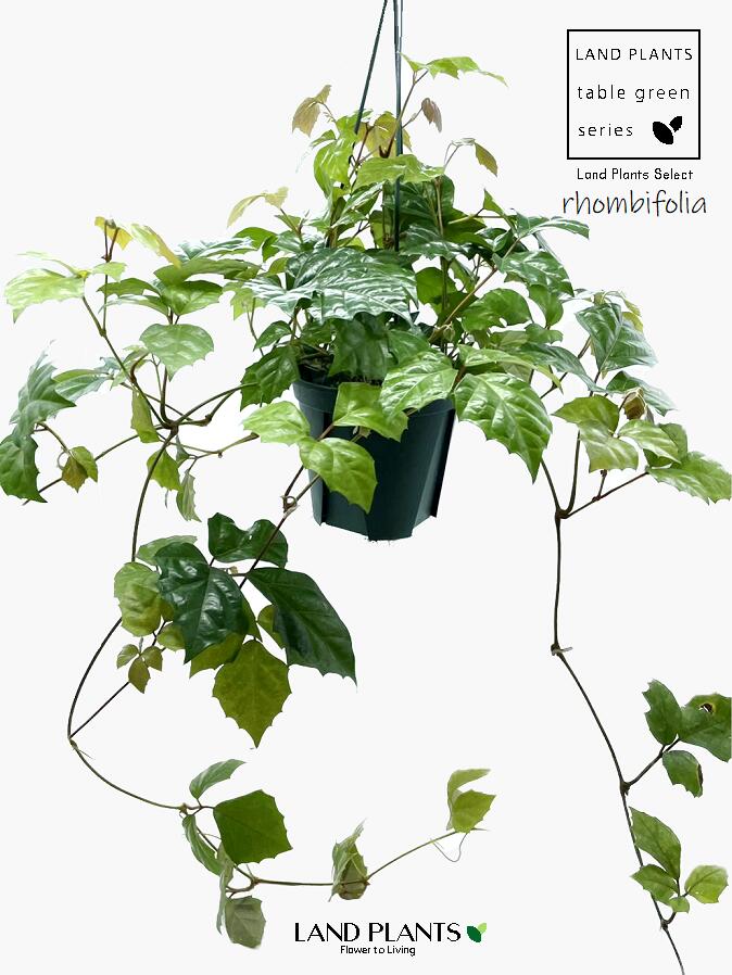 アイビー 【つる植物】 シッサス・ロンビフォリア（グレープアイビー） 6号 吊り鉢 プラスチック鉢 Cissus rhombifolia