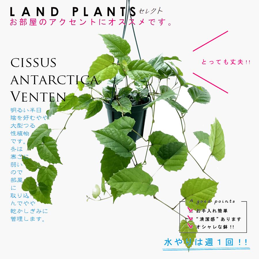 アイビー 【つる植物】 カンガルーアイビー（シッサス・アンタルクティカ） 6号 吊り鉢 プラスチック鉢 Cissus antarctica