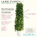 ポトス(タワー)180cm 10号 白色 プラスチック鉢 尺 尺鉢 10寸 大型 リース Pothos tower
