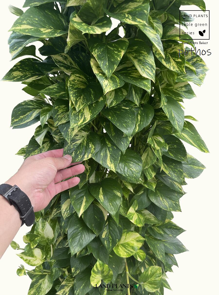 ポトス（柱：タワー）180cm 10号 白色 プラスチック鉢 尺 尺鉢 10寸 大型 リース Pothos tower