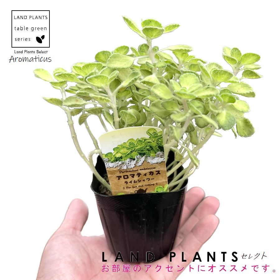 【多肉植物】 斑入り アロマティカス(ライムシ...の紹介画像3