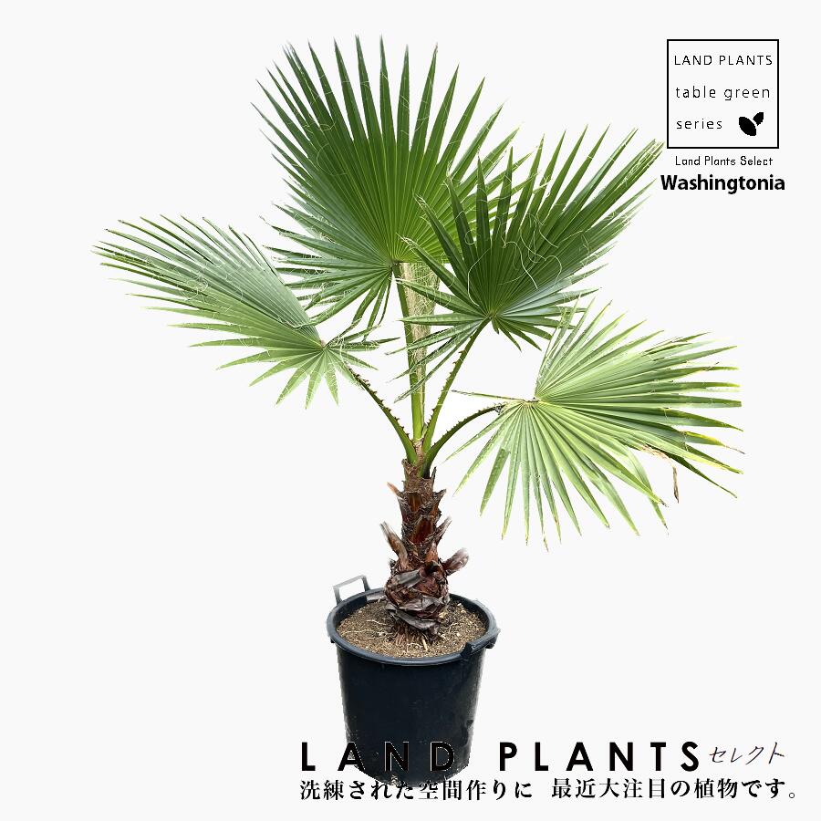 ヤシの木(ワシントン)鉢底から80㎝から90㎝|植木、庭木 ヤシの木(ワシントン)鉢底から80㎝から90㎝|植木、庭木