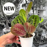 ڤ ƥʥޥ󥿡 4  ץ饹åȭ å Calathea