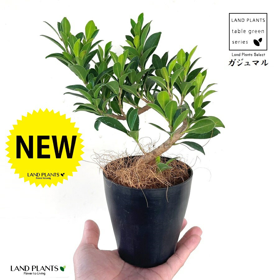  ガジュマル（大曲り） 4号 プラスチック鉢 黒色 精霊の木 多幸の木 キジムナー Ficus microcarpa