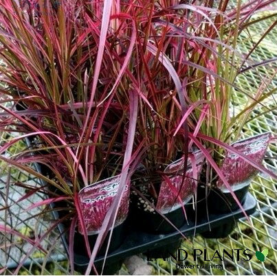 ペニセタム（花火：ファイヤーワークス）1鉢 3.5号 白色 プラスチック鉢 イネ ペニセタム チカラシバ Pennisetum setaceum 'Fireworks'