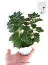 【海浜植物】 磯菊(イソギク) 3.5号 ポット苗 キク 菊 イソ菊 Dendranthema pacificum