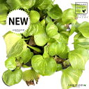 【水性植物】 斑入り ホテイアオイ（斑入り布袋葵）1株 フイリホテイアオイ ホテイソウ 布袋草 オリズルラン ラン ウォーターヒヤシンス Eichhornia crassipes