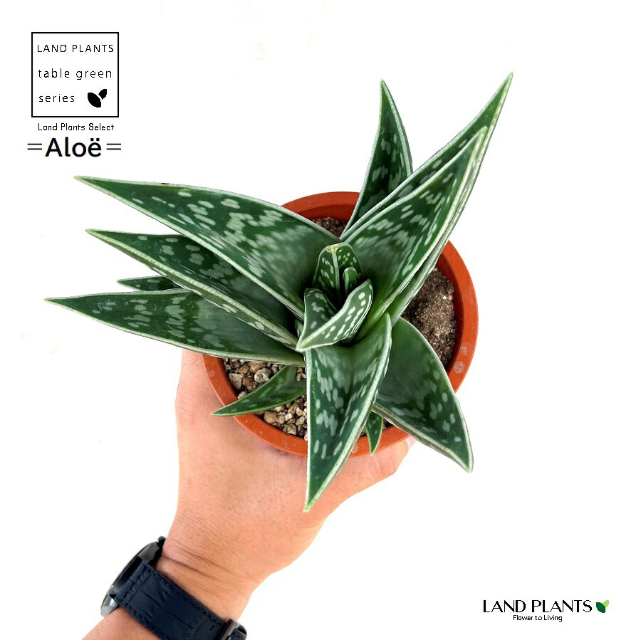 アロエ アロエ（千代田錦：チヨダニシキ） 4号 プラスチック鉢 タイガーアロエ 虎絵巻 Aloe variegata