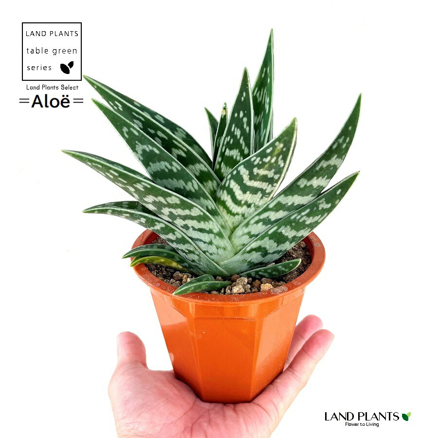 アロエ アロエ（千代田錦：チヨダニシキ） 4号 プラスチック鉢 タイガーアロエ 虎絵巻 Aloe variegata