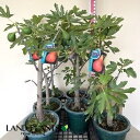 ڲ̼ġ ʥ󥰥ɥȡ 6 ץ饹åȭ 1ȭ  ̵ֲ ˩ ۤ餤 Хʡ Х ܥ Moraceae Ficus