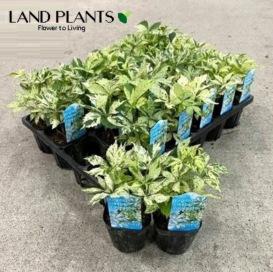 アメリカヅタ（斑入り） 3号 ポット苗 1鉢 斑 フイリ ヴァージニアヅタ ヘンリーヅタ　Parthenocissus quinquefolia