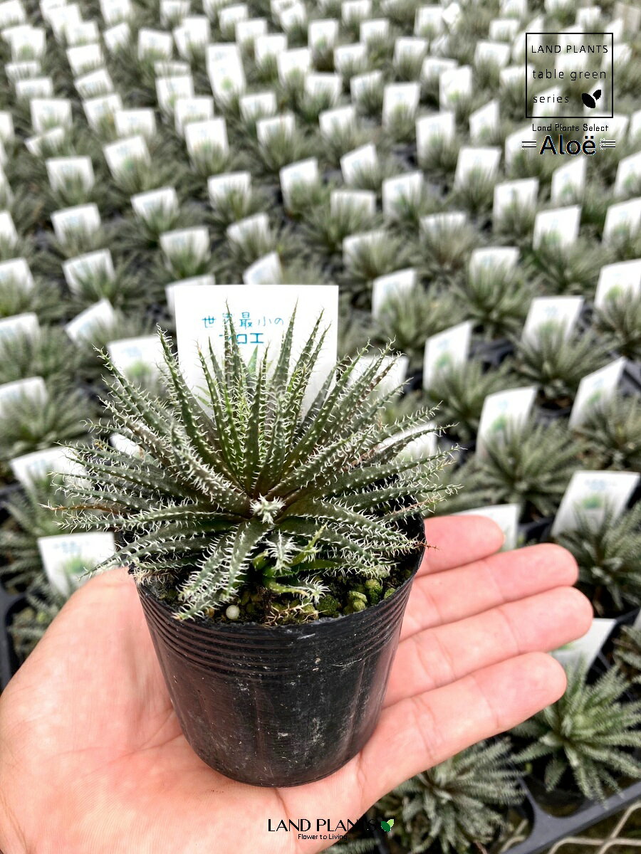 アロエ2.5号ポット苗24鉢Alo...