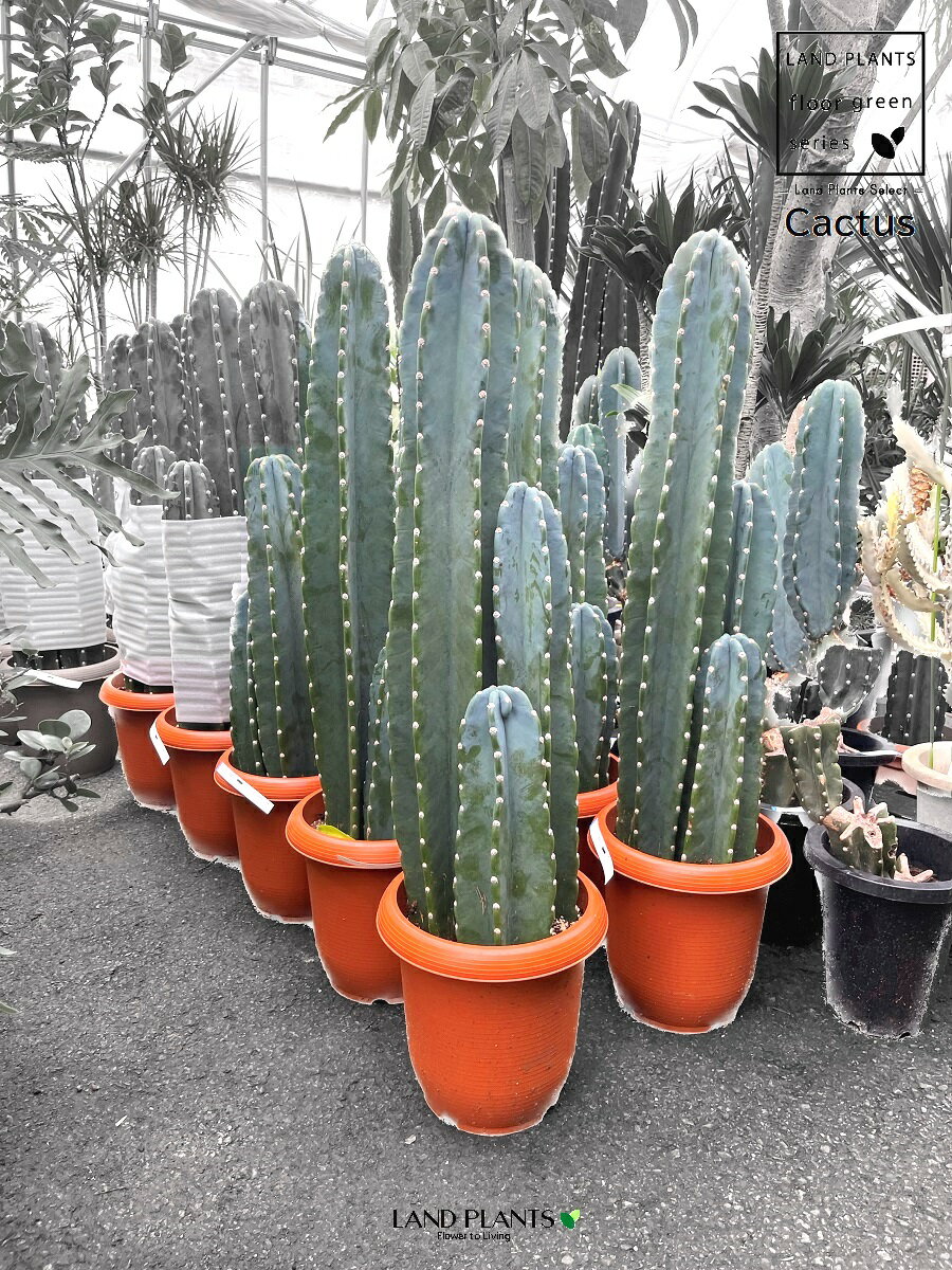 柱サボテン（3本立ち） 8号 プラスチック鉢 1鉢 鬼面角 サボテン セレウス カクタス Cereus repandus