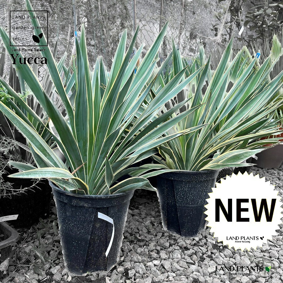 楽天市場】キミガヨラン(観葉植物|花・観葉植物):花 楽天市場】キミガヨラン(観葉植物|花・観葉植物):花