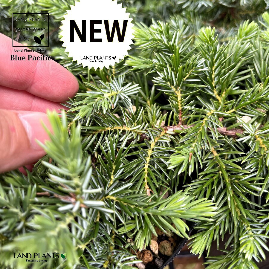 コニファー（ブルーパシフィック）5号 ポット苗 1鉢 ヒノキ ビャクシン 這杜松 ショア ジュニパー ハイネズ 匍匐性 匍匐 ほふくJuniperus conferta Blue Pacific