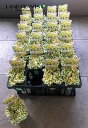 セダム(アトランティス) 3号 ポット苗 1鉢 セダムアトランティス SEDUM ALBUM BLACKBERRY