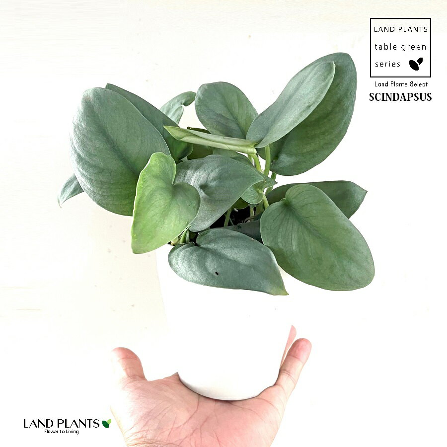 楽天市場】スキンダプサス(サイズ(植木鉢)4 ~ 6号)の通販 楽天市場】スキンダプサス(サイズ(植木鉢)4 ~ 6号)の通販