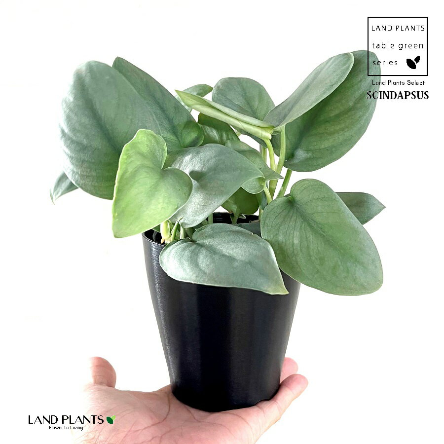 楽天市場】スキンダプサス(サイズ(植木鉢)4 ~ 6号)の通販 楽天市場】スキンダプサス(サイズ(植木鉢)4 ~ 6号)の通販