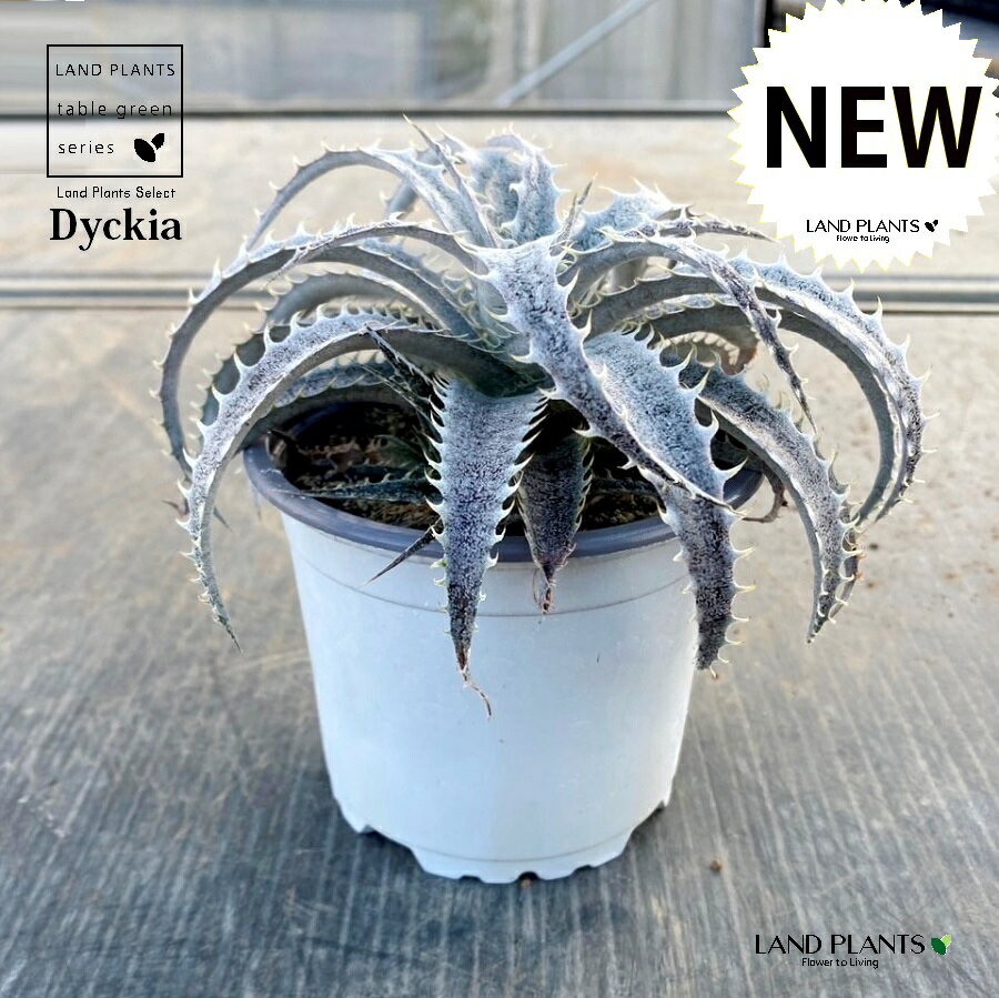 ディッキア（グランマルニエル）1鉢 3.5号 白色 プラスチック鉢 ディッキアグランマルニエ Dyckia 'Grand Marnier'