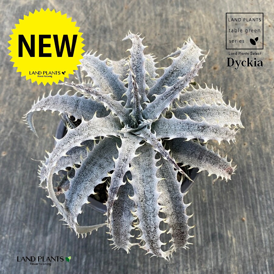 ディッキア（グランマルニエル）1鉢 3.5号 白色 プラスチック鉢 ディッキアグランマルニエ Dyckia 'Grand Marnier'