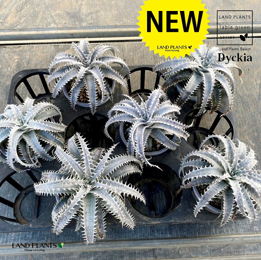  ディッキア（グランマルニエル）6鉢 3.5号 白色 プラスチック鉢 ディッキアグランマルニエ Dyckia 'Grand Marnier'