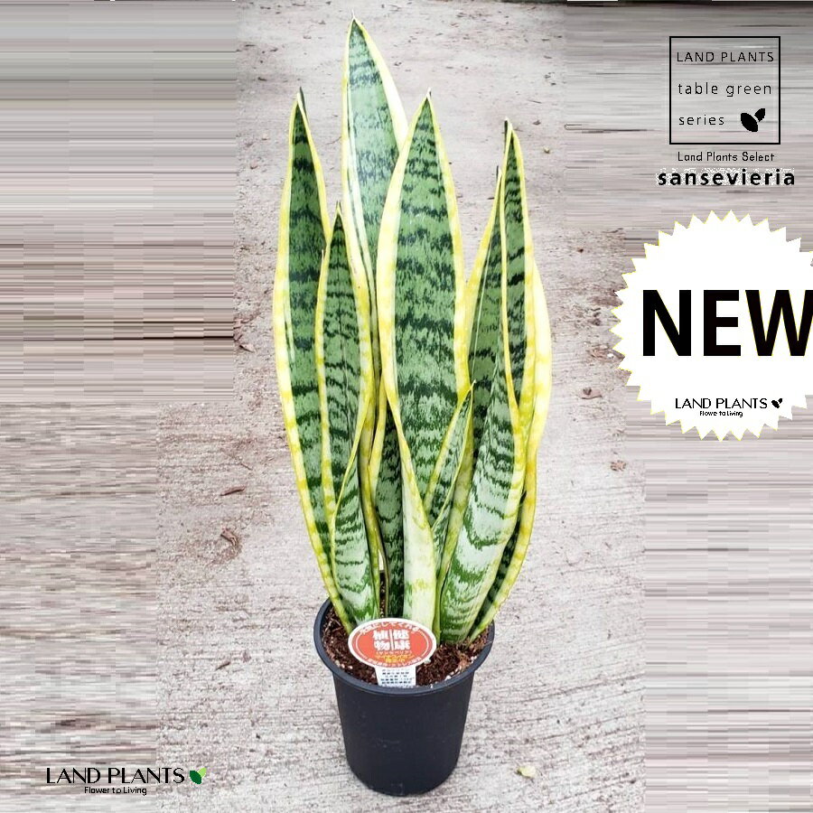 サンスベリア（虎の尾：ローレンチ） 4号 プラスチック鉢 黒色 ローレンティー サンセベリア Sansevieria trifasciata 'Laurentii'