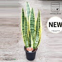 TXxAiՂ̔F[`j 4 vX`bN F [eB[ TZxA Sansevieria trifasciata 'Laurentii'