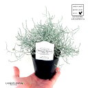 クッションブッシュ(プラチーナ) 3寸 ポット苗 1鉢 カロケファルス プラティーナ Calocephalus brownii